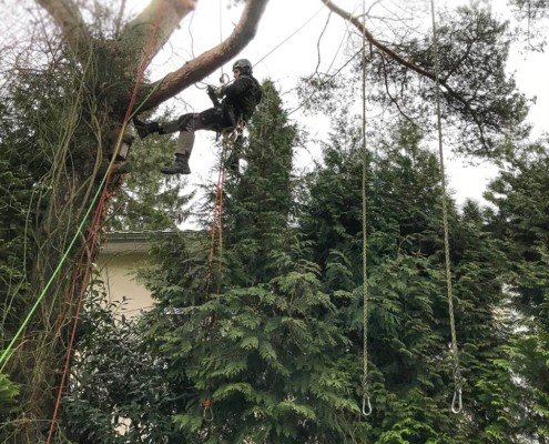 Baumpflege mit Totholzentfernung nach einem Sturmschaden